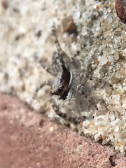 Menemerus