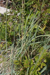 Leymus mollis