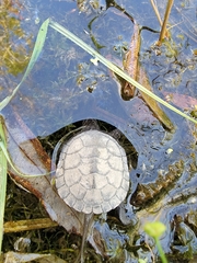 Emydoidea blandingii