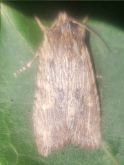 Lithophane hemina