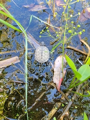 Emydoidea blandingii