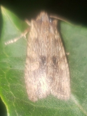 Lithophane hemina