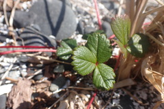 Fragaria chiloensis