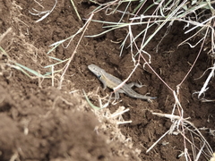 Sceloporus dixoni
