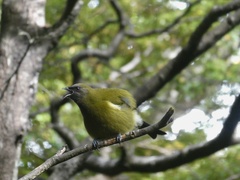 Anthornis melanura melanura