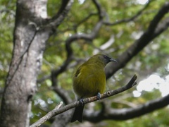 Anthornis melanura melanura