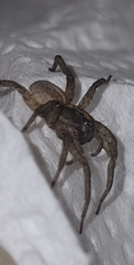 Trochosa terricola