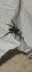 Trochosa terricola