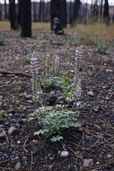 Lupinus lepidus sellulus