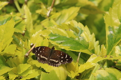 Anthanassa texana texana