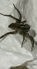 Trochosa terricola