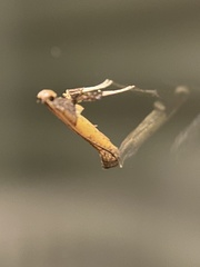 Caloptilia azaleella
