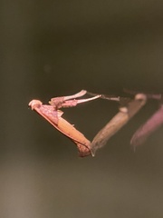 Caloptilia azaleella