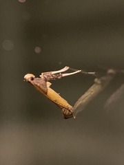 Caloptilia azaleella