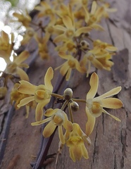 Erythrorchis cassythoides