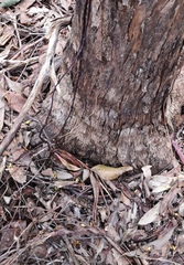 Erythrorchis cassythoides