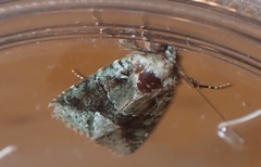 Lacinipolia explicata