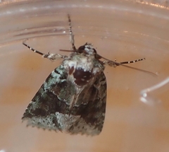 Lacinipolia explicata