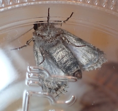 Lacinipolia explicata