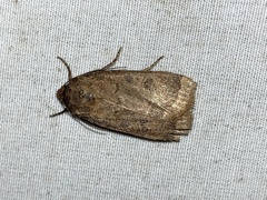 Abagrotis alternata