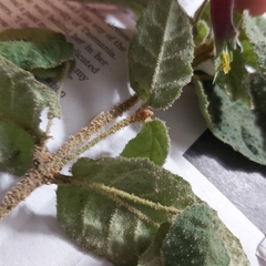 Correa reflexa reflexa