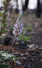 Lupinus lepidus sellulus