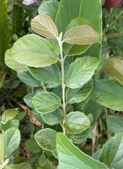 Viburnum luzonicum
