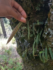 Pleopeltis macrocarpa