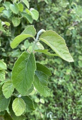 Viburnum luzonicum