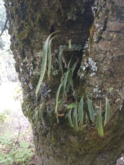 Pleopeltis macrocarpa