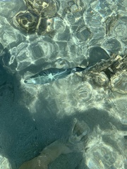 Acanthurus xanthopterus