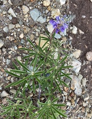 Lupinus argenteus