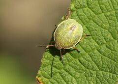 Piezodorus lituratus