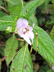 Impatiens cymbifera