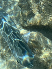 Acanthurus xanthopterus