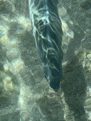 Acanthurus xanthopterus