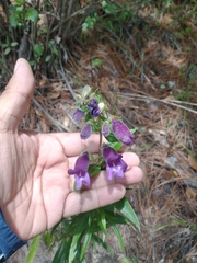 Penstemon gentianoides