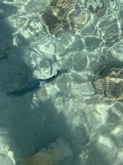 Acanthurus xanthopterus