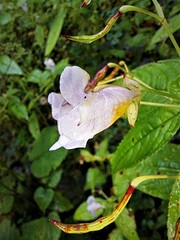 Impatiens cymbifera