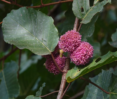 Poikilospermum in life