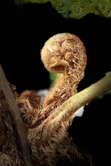 Sphaeropteris lepifera