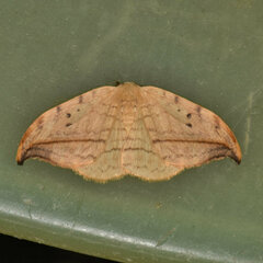 Drepana arcuata