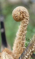 Sphaeropteris lepifera