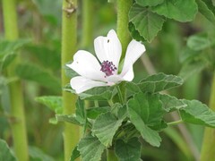 Althaea