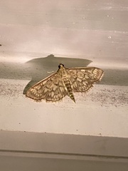 Herpetogramma pertextalis