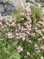 Ageratina occidentalis