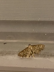 Herpetogramma pertextalis