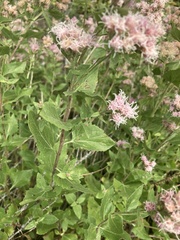 Ageratina occidentalis