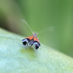 Tricyanaula aurantiaca