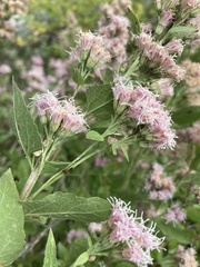 Ageratina occidentalis